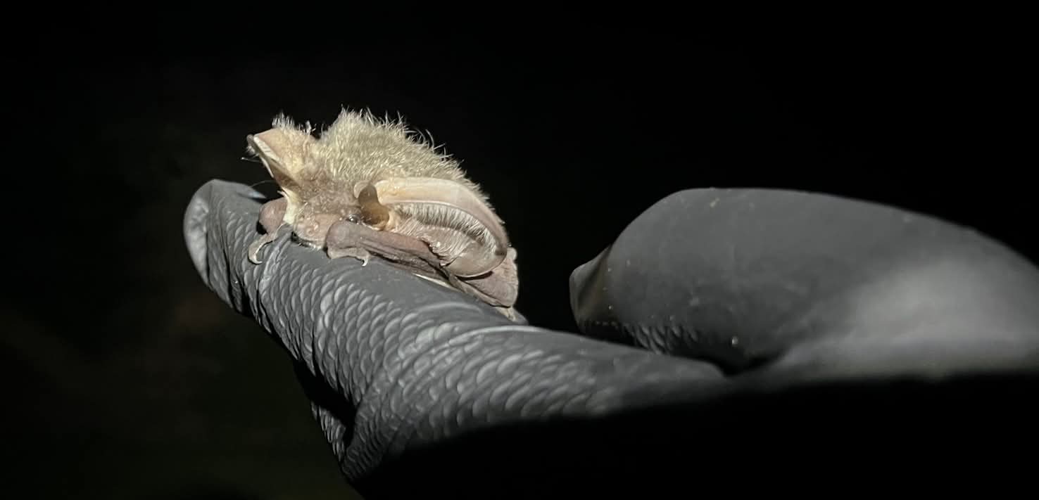 Bat resting on black gloved hand at night.