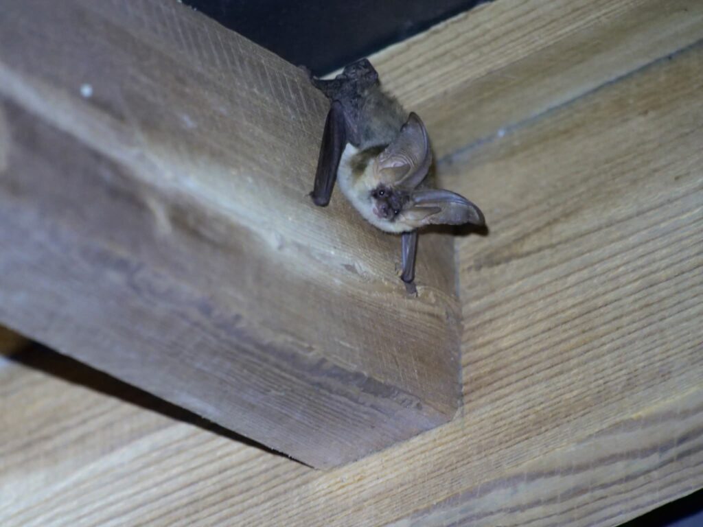 Bat hanging under wooden beam