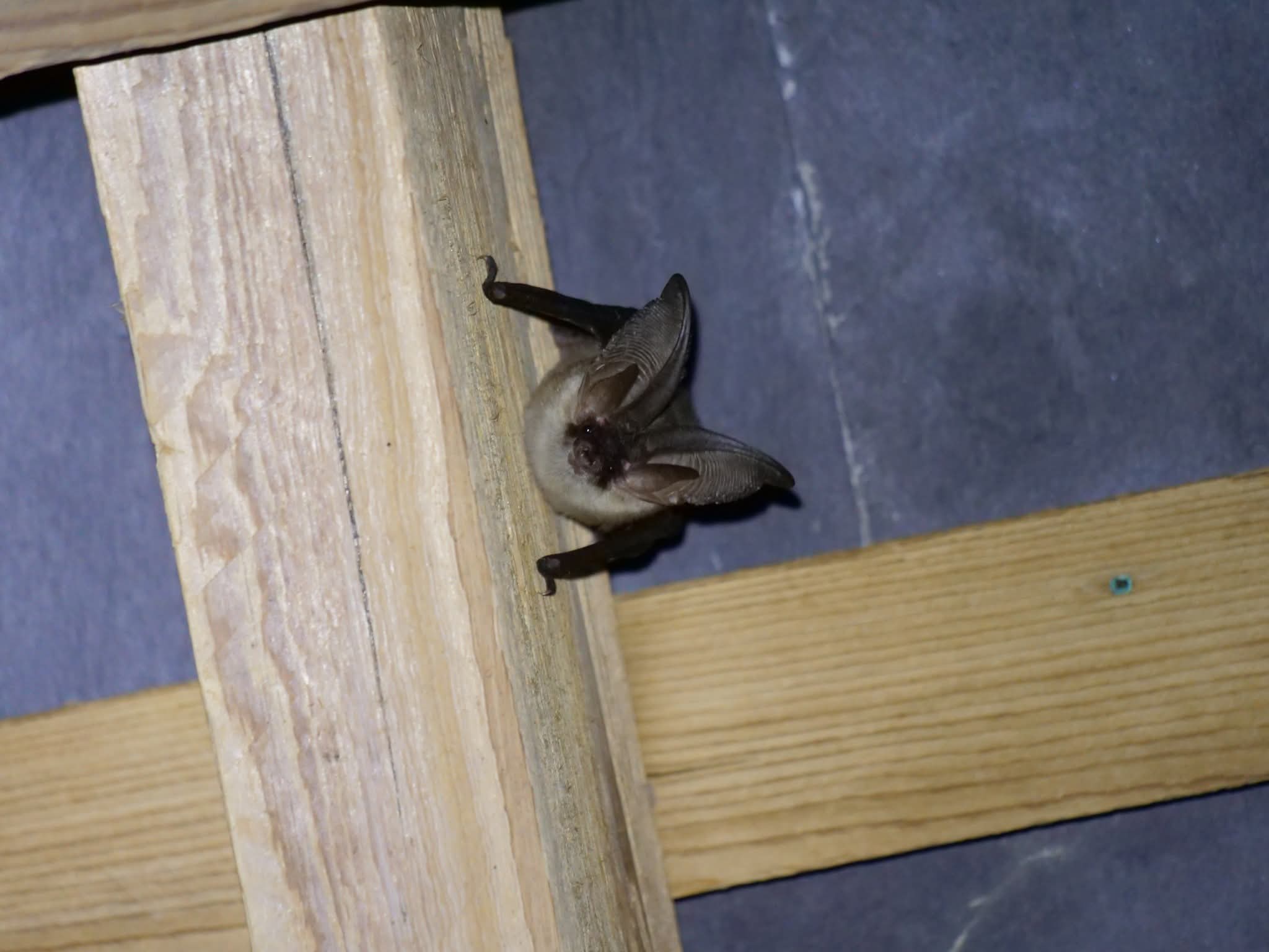 Bat hanging on wooden beam indoors.