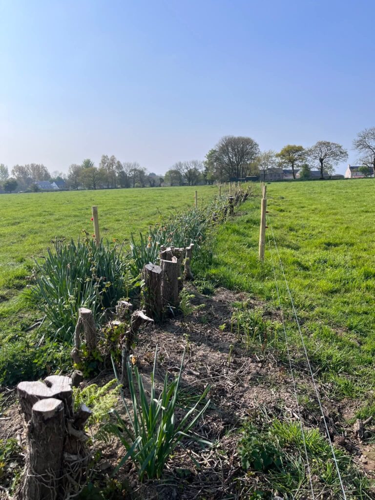 Countryside field with trees and stumps under blue sky.