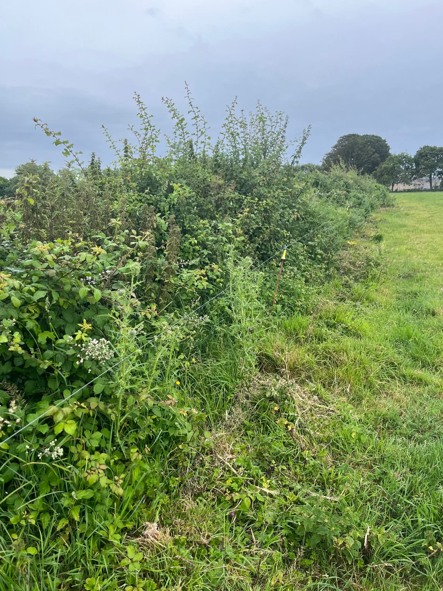 Lush green hedgerow under cloudy sky in countryside.