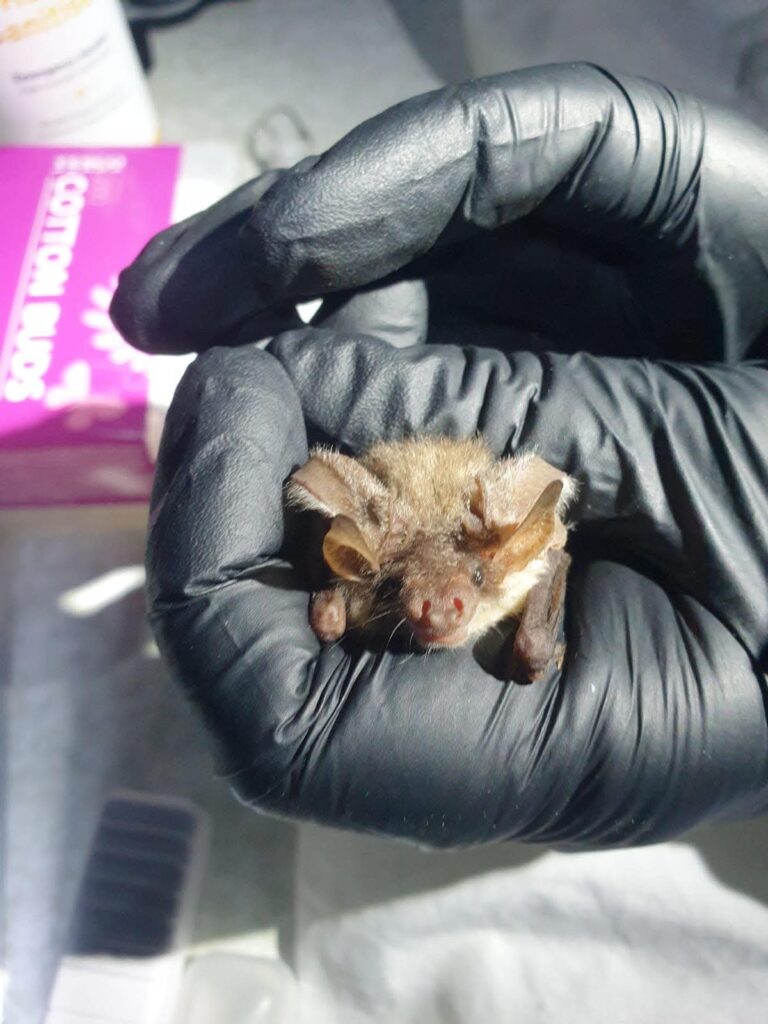 Gloved hand holding a small bat gently.