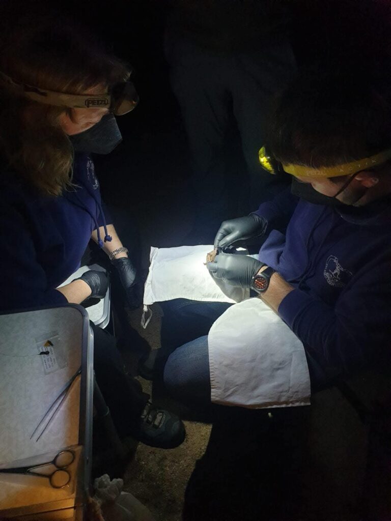 Researchers examine bat under headlamps at night.