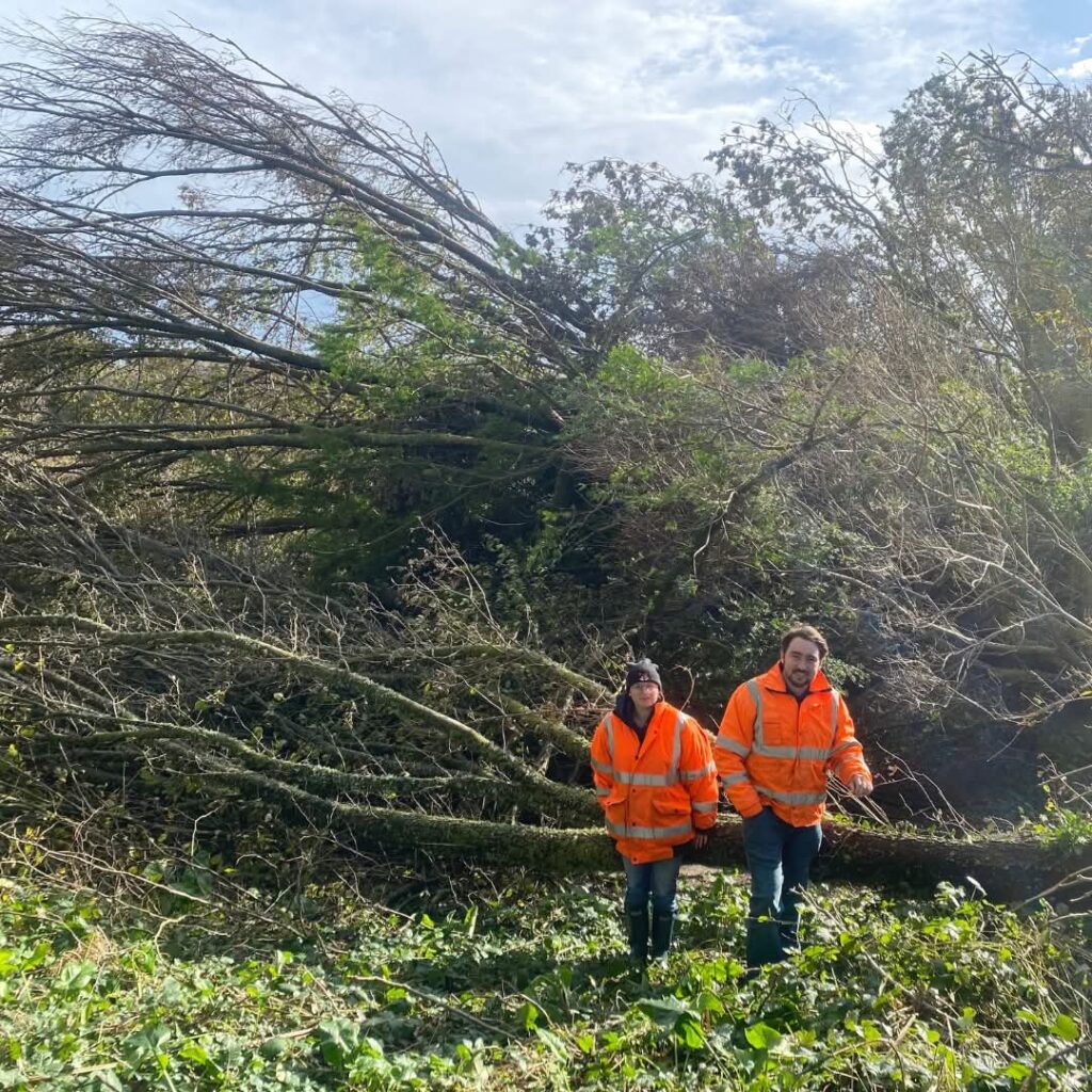 Workers clearing fallen tree after storm damage.