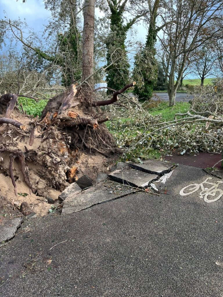 Uprooted tree damages bike path during storm.