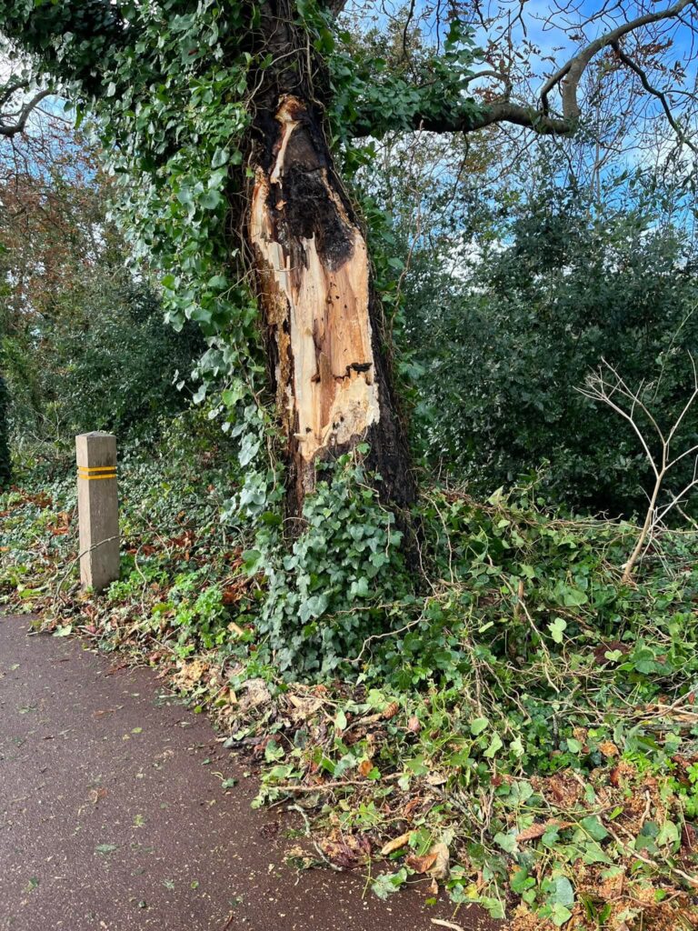 Damaged tree with ivy by a pathway
