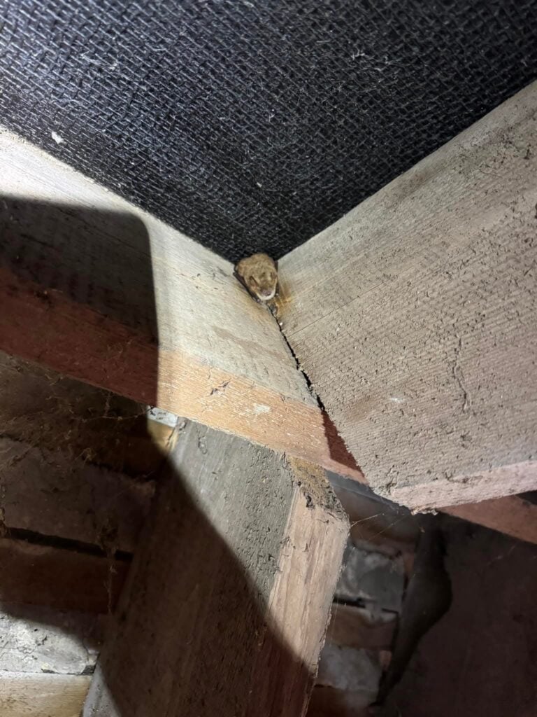 Mouse hiding in attic corner
