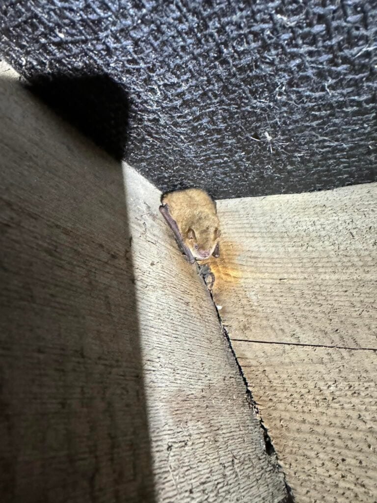 Bat resting in a dark corner.