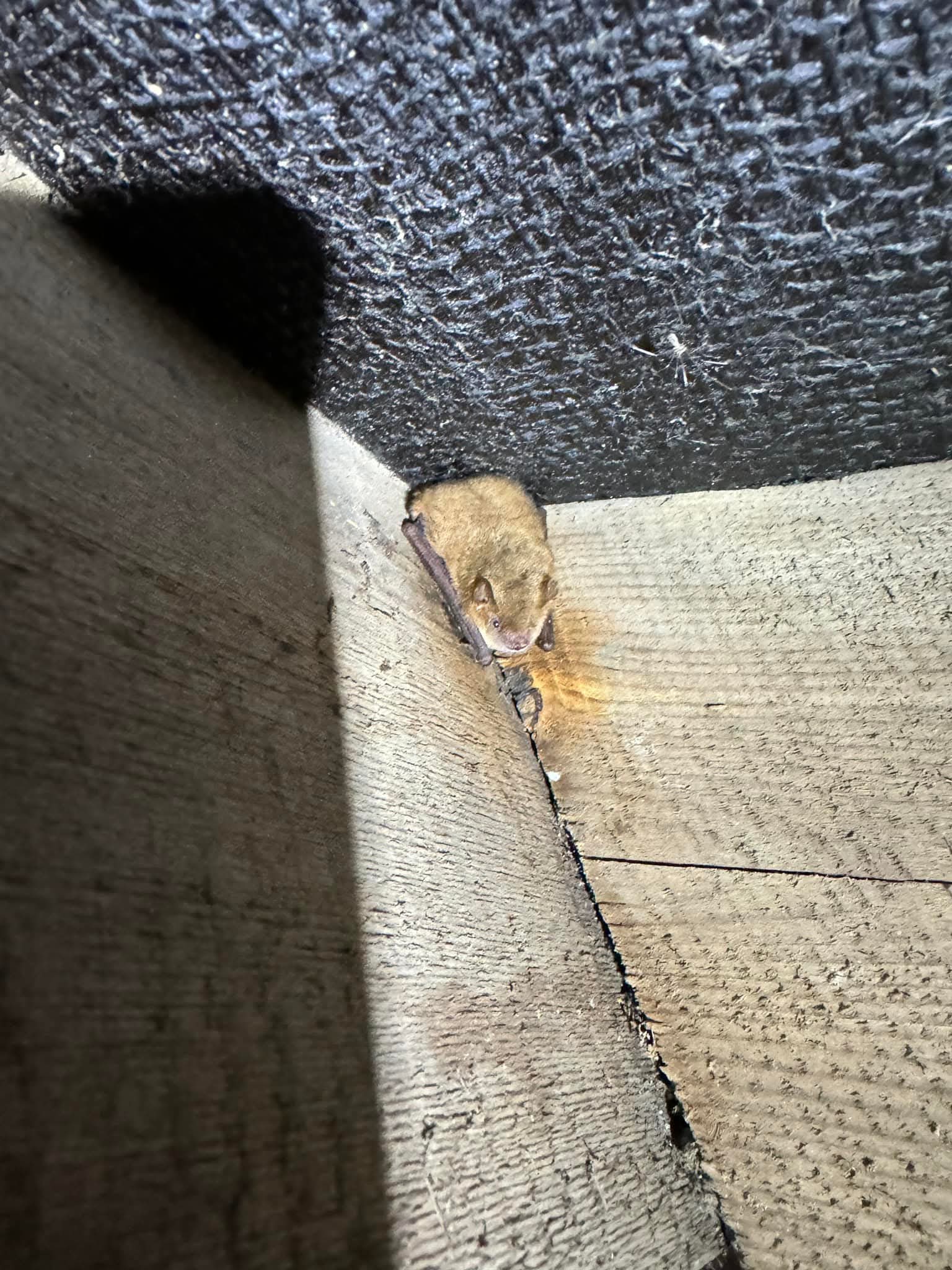 Bat resting in a dark corner.