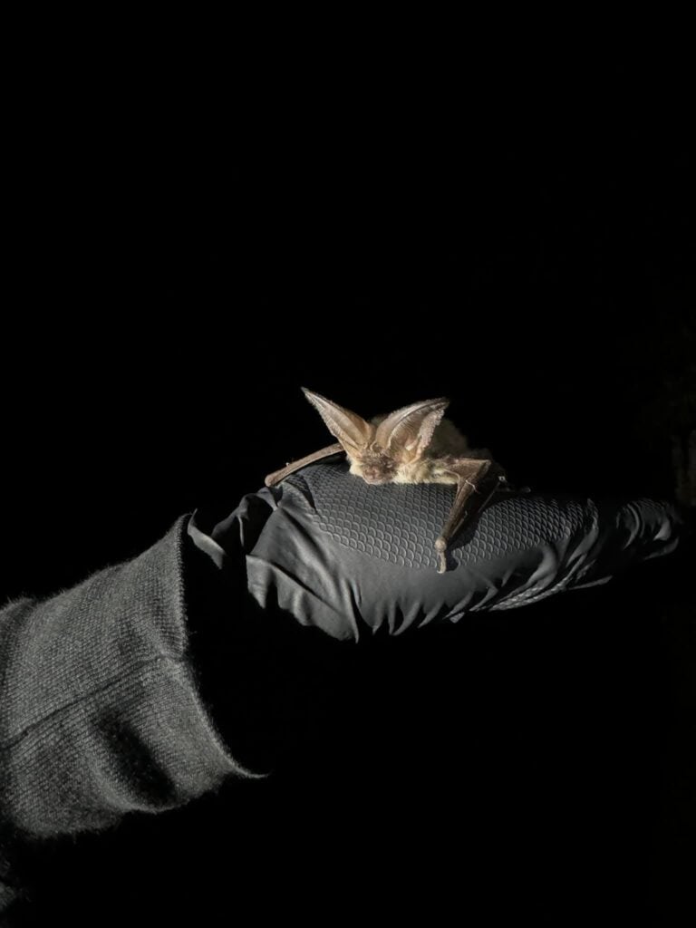 Bat resting on gloved hand in the dark.