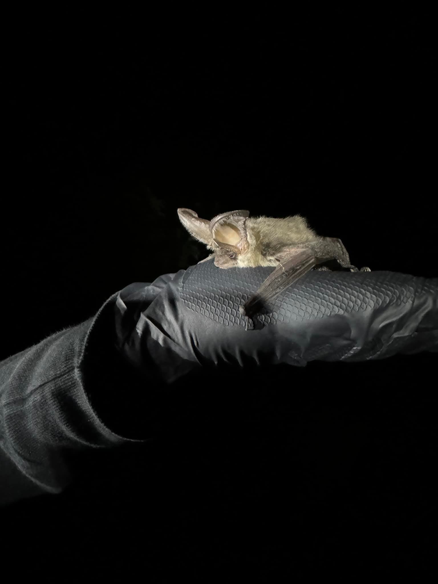 Bat resting on a gloved hand at night.