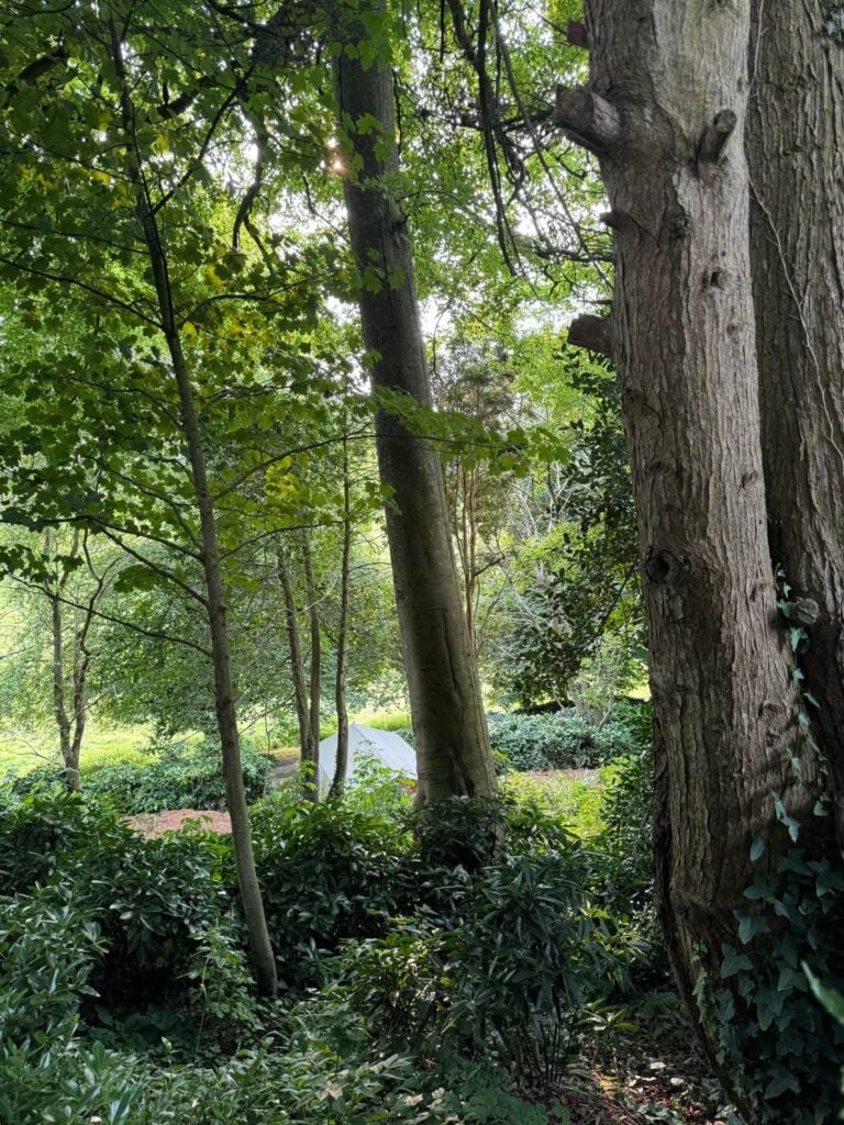 Dense forest with sunlight peeking through trees.