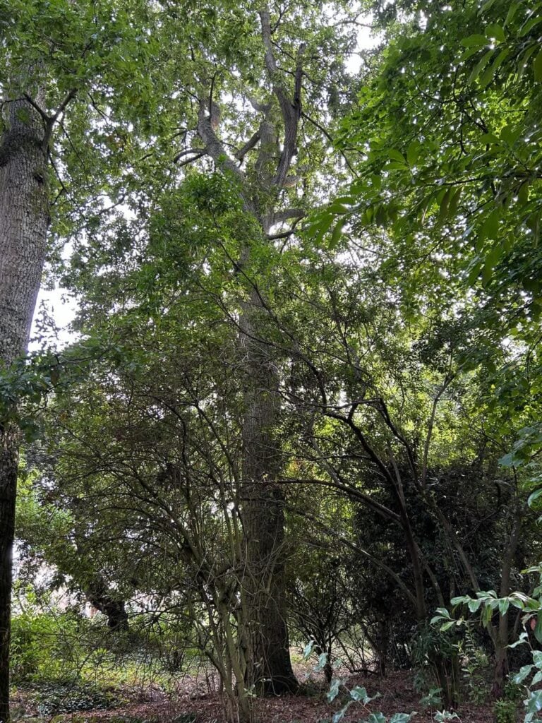 Tall trees in a lush green forest