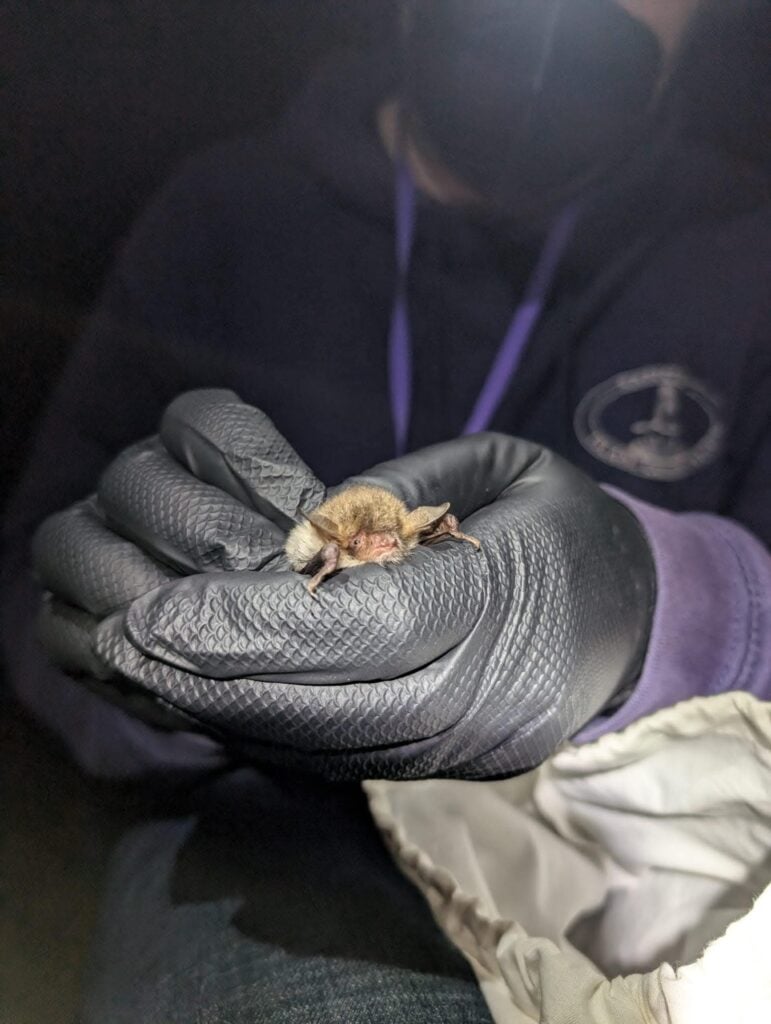 Person holding small bat with gloves at night.