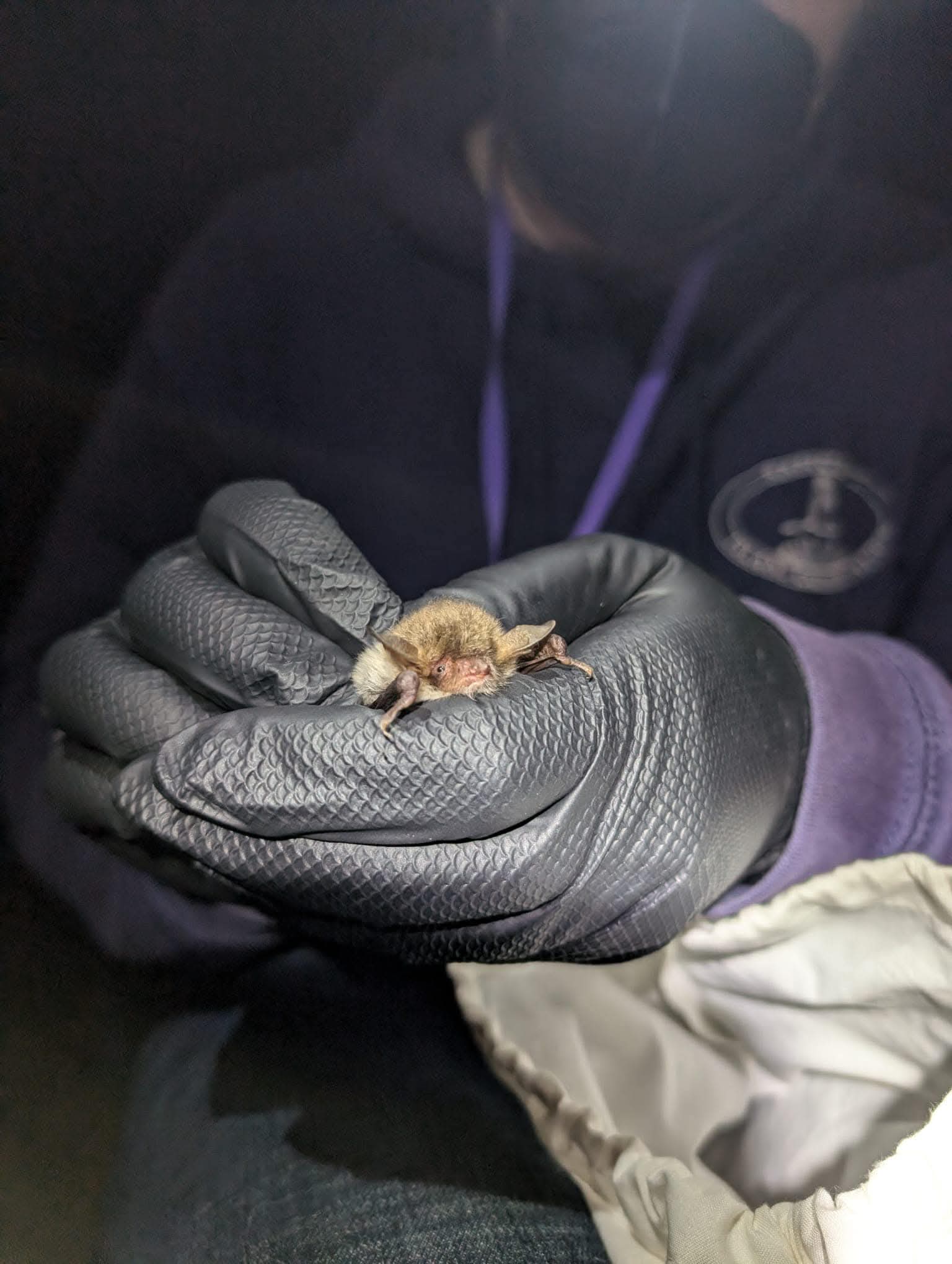 Person holding small bat with gloves at night.
