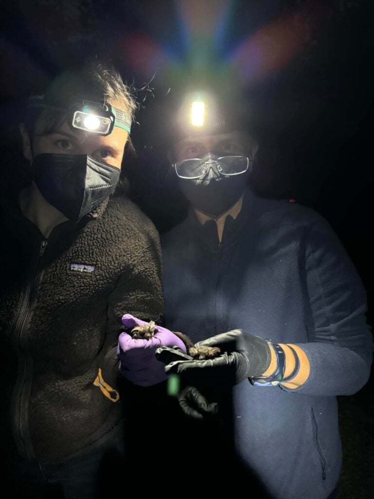Researchers holding bats with headlamps at night.