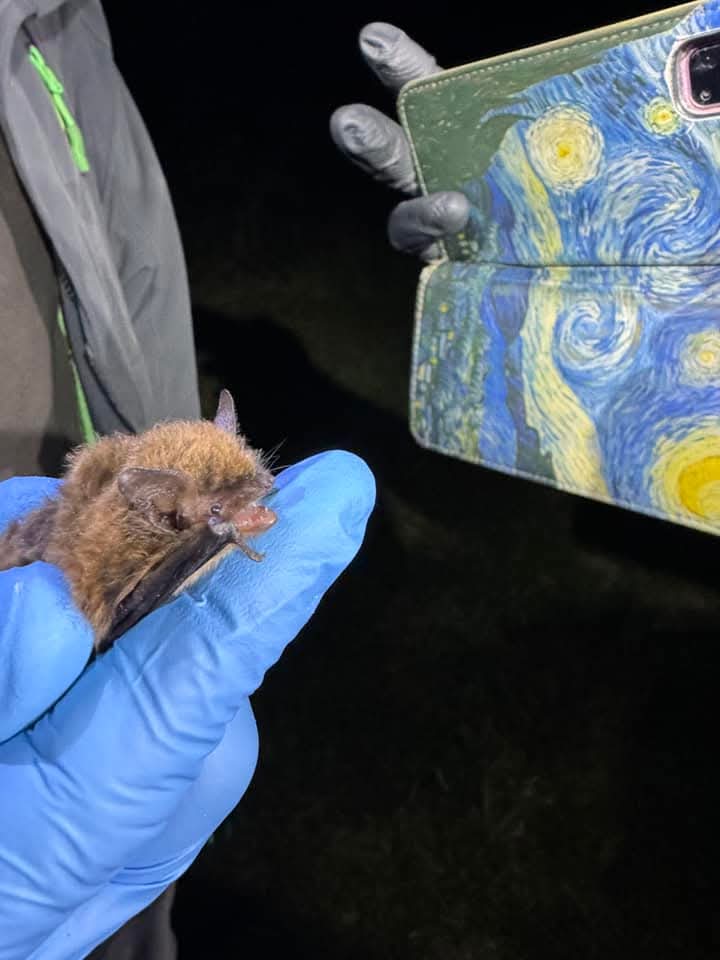 Person holding bat, taking photo with Van Gogh phone case.