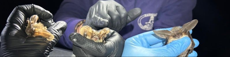 Researchers hold bats with gloved hands at night.