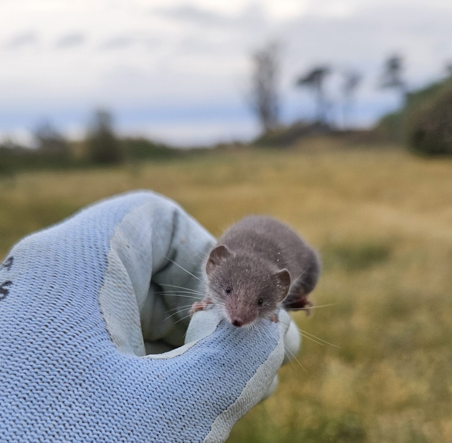 Gloved hand holding a small shrew in field.