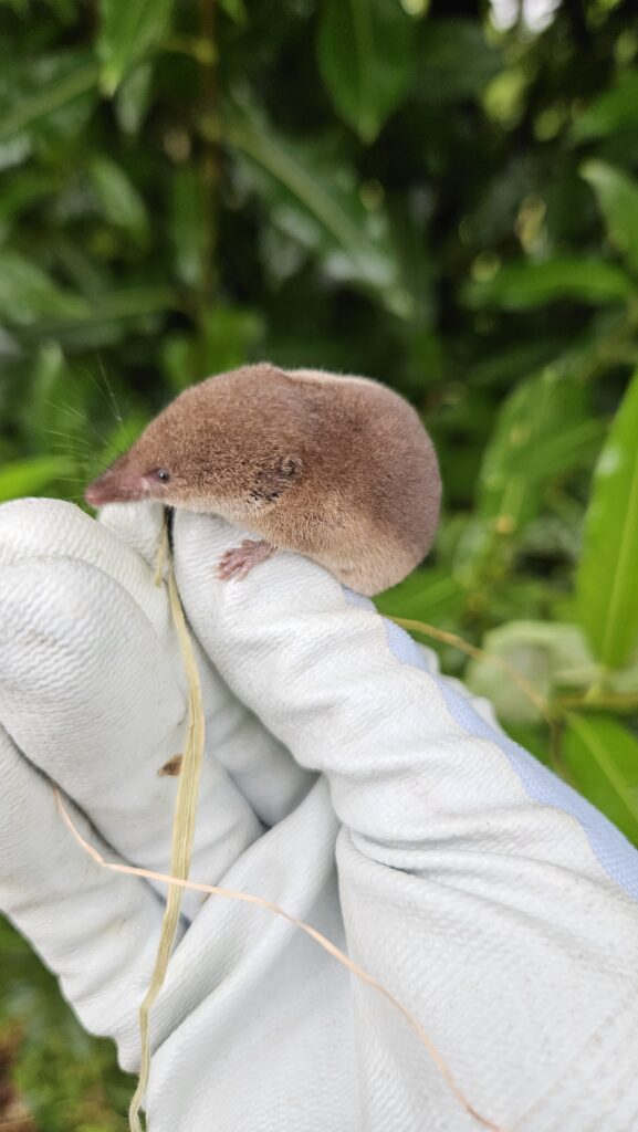Small brown shrew on gloved hand in garden.