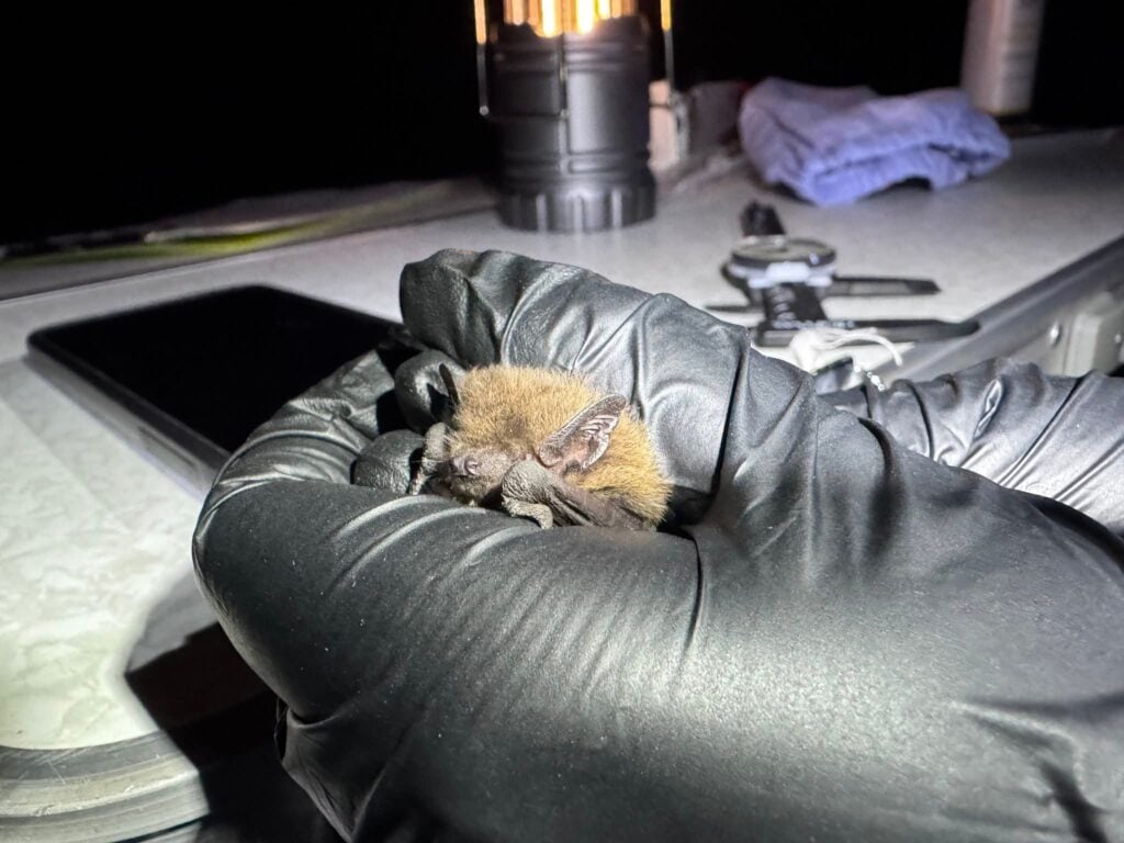 Person holding small bat carefully in gloves.