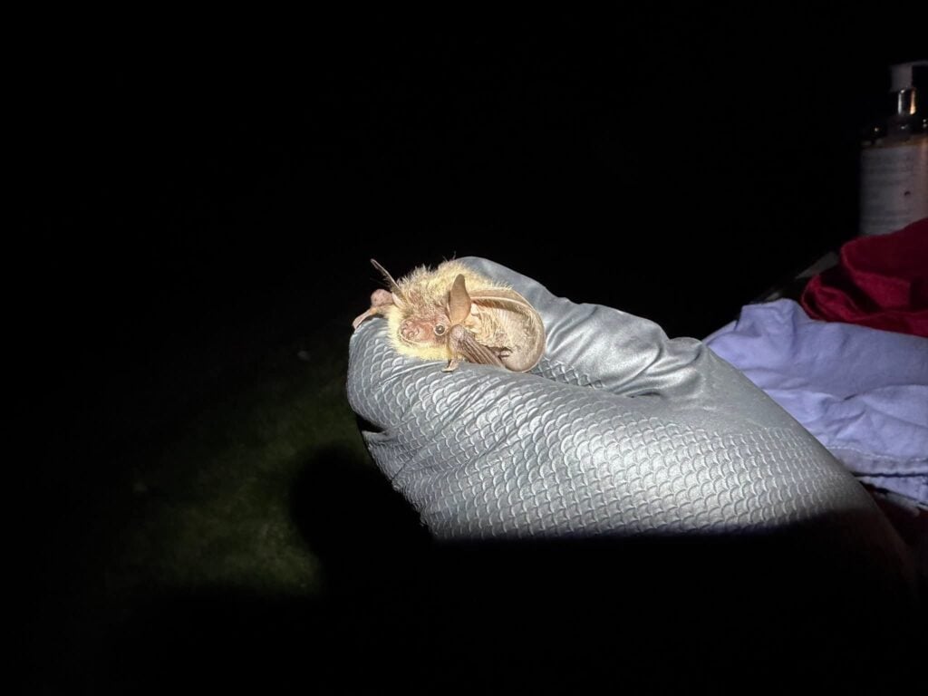Small bat held in gloved hand at night.