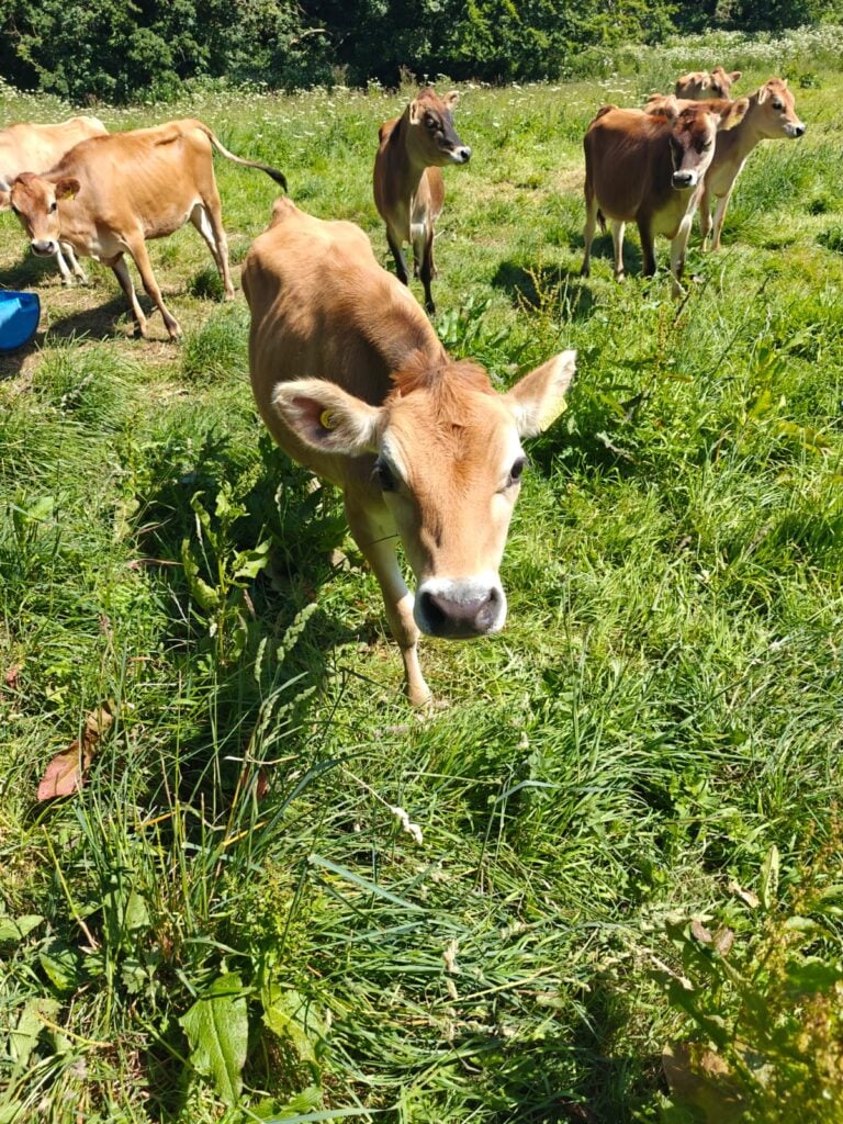 Brown cows grazing in a sunny green field.