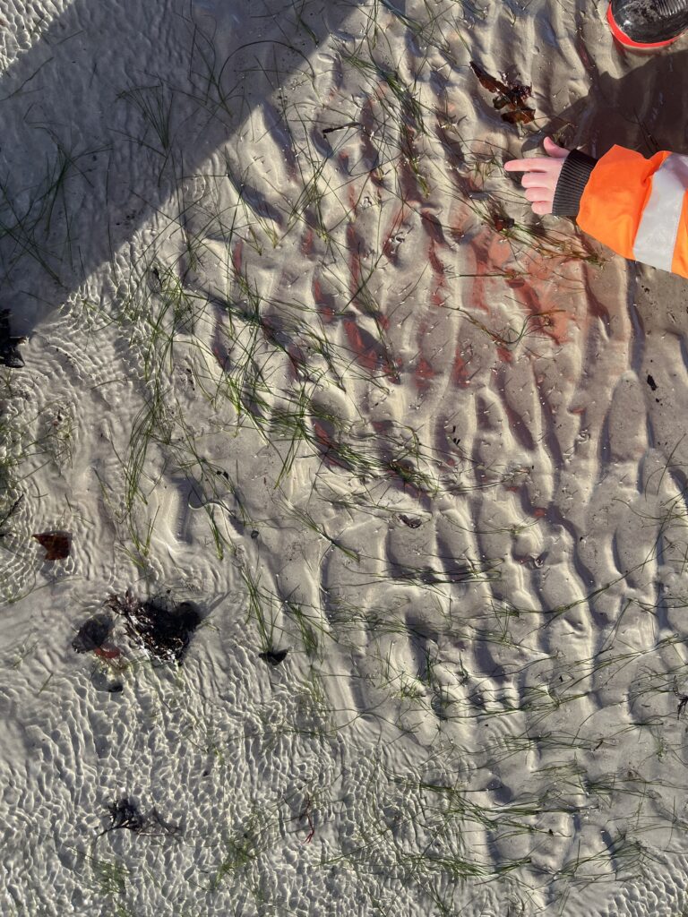 Child points at sandy beach with seaweed.