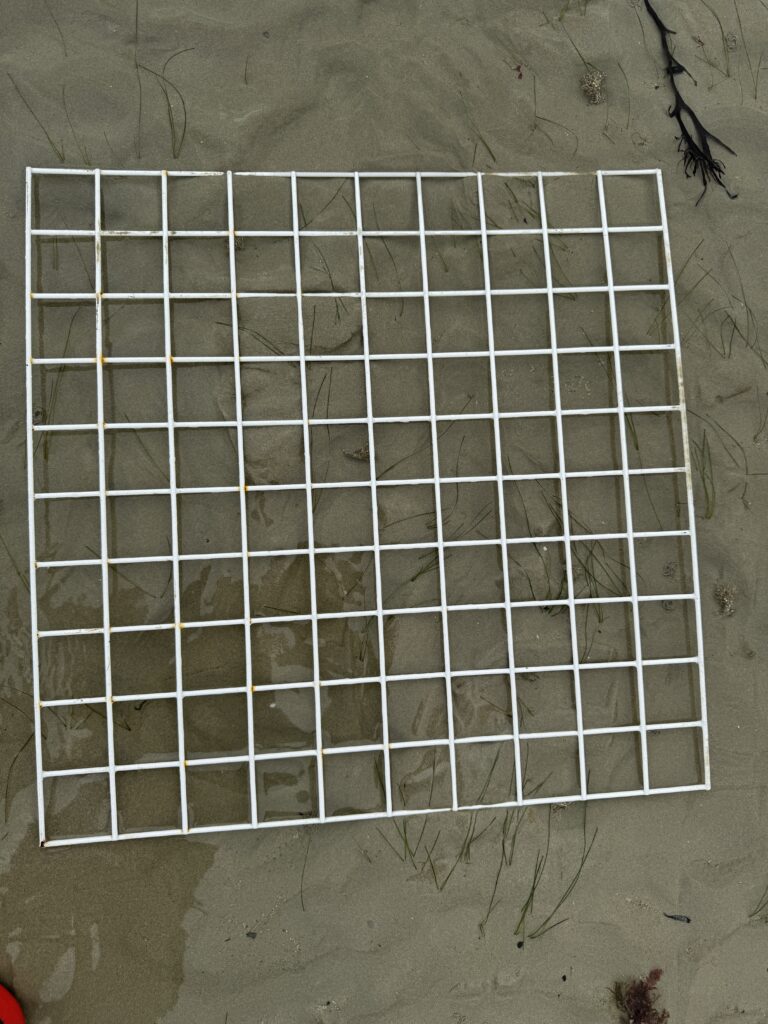 Wire grid placed on sandy beach surface.