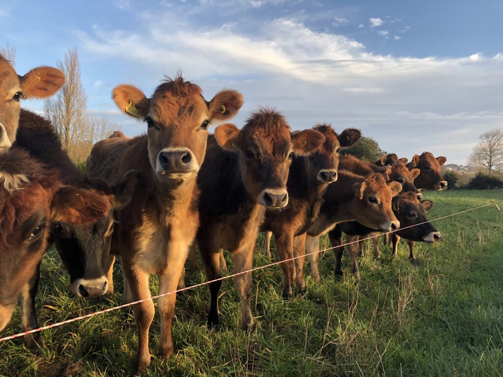 Brown cows standing in a grassy field.