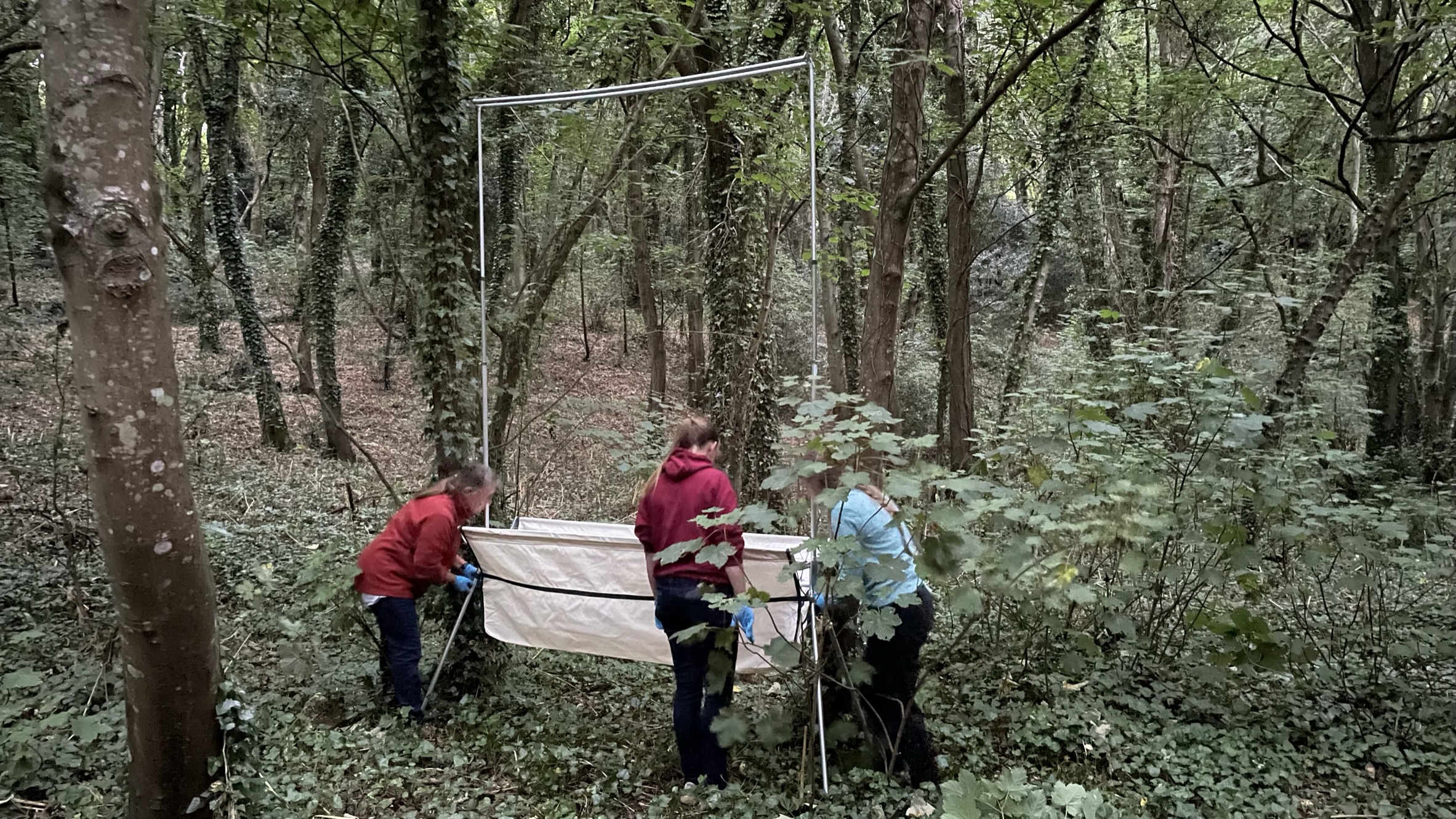 Team setting up insect trap in forest