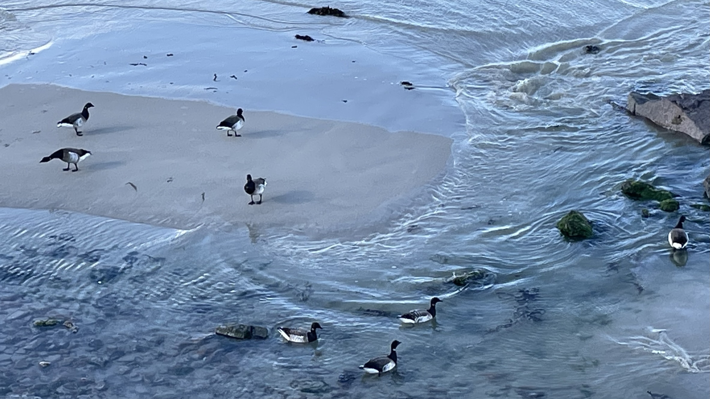 Geese walking on sand near ocean waves.