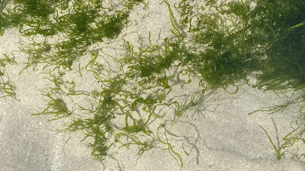 Green seaweed on sandy underwater surface