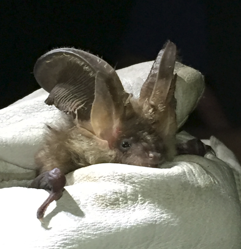 Bat with large ears resting on glove