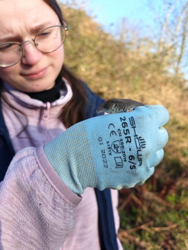 Person holding a small animal with gloved hand.