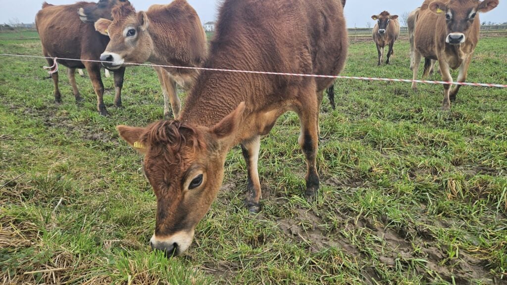 Cows grazing on a grassy field.
