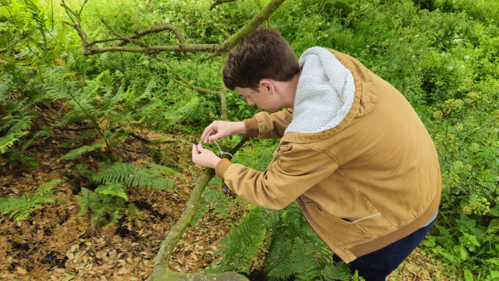 Person examining branch in forest