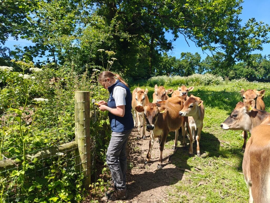 Person observing cows in a sunny field.